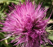 2nd Aug 2022 - Field Thistle 