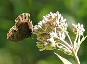 3rd Aug 2022 - Moth feeding on a Spotted Joe-pyeweed 