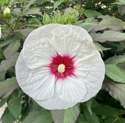 2nd Aug 2022 - Hibiscus 