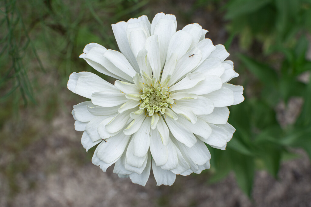 White Zinnia... by thewatersphotos
