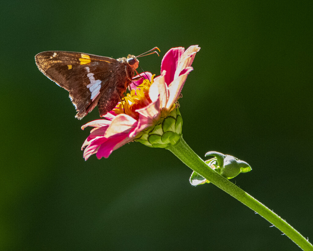 Spotted Silver Skipper by cwbill