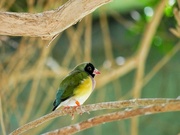 2nd Aug 2022 - Gouldian Finch