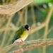 Gouldian Finch by ljmanning