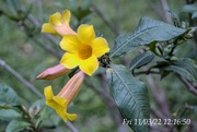 3rd Aug 2022 - Yellow flower