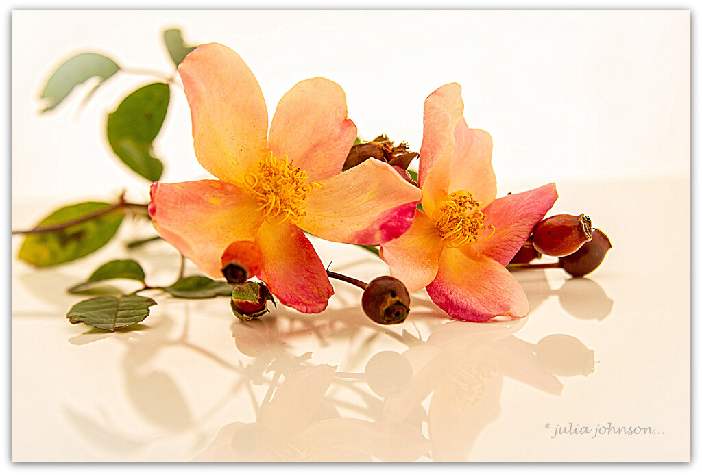 Rose Pruning Day.. by julzmaioro