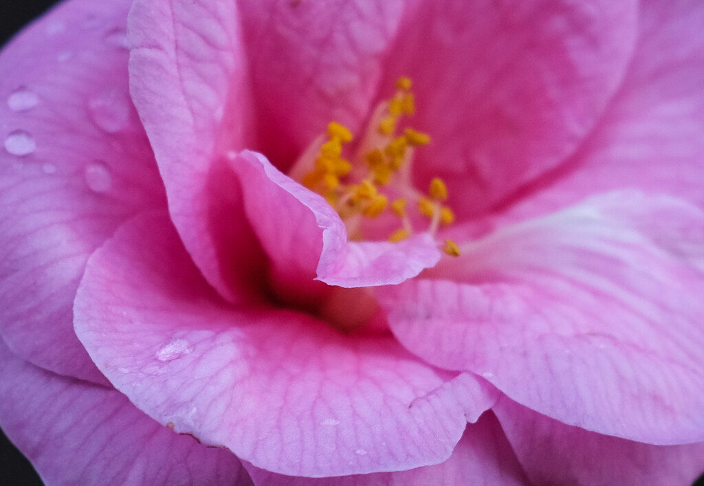Pink flower by brigette