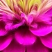 Pink Petals by njmom3