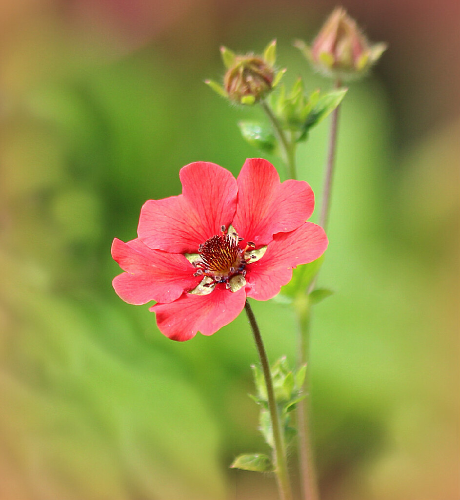 Geum.  by wendyfrost