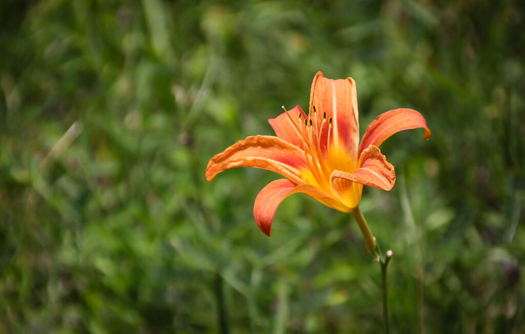 Daylily by mittens