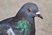 3rd Aug 2022 - Pigeon portrait