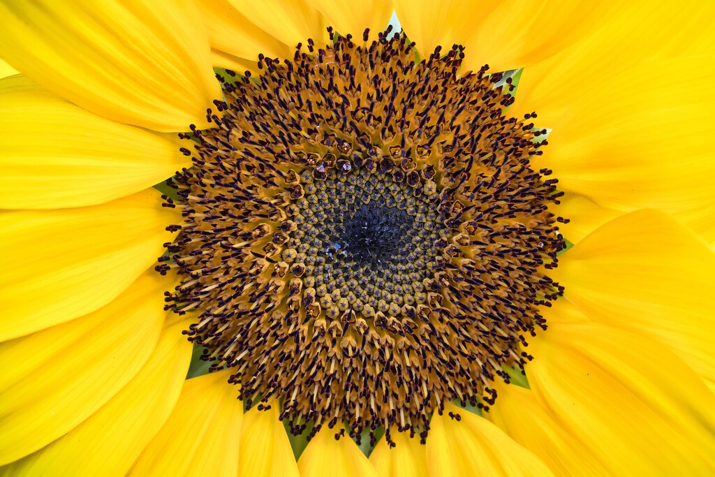 Sunflower by okvalle
