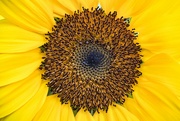 3rd Aug 2022 - Sunflower