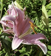 2nd Aug 2022 - Garden Lily.