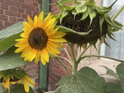 3rd Aug 2022 - I do like sunflowers.