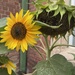 I do like sunflowers. by bill_gk