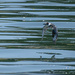 Kingfisher cruising by theredcamera