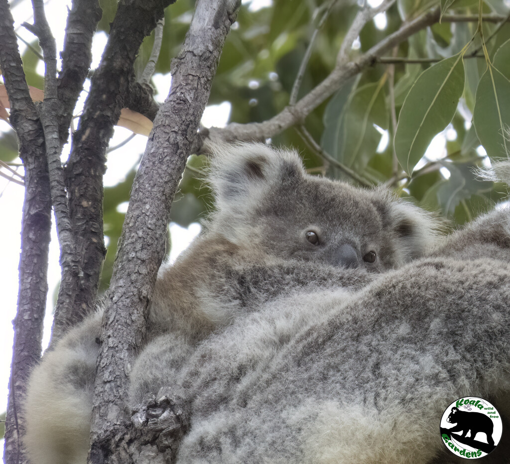 sleepy head Hope by koalagardens