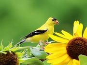 2nd Aug 2022 - American Goldfinch