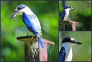 10th Jan 2022 - Forest Kingfisher