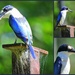 Forest Kingfisher by ubobohobo