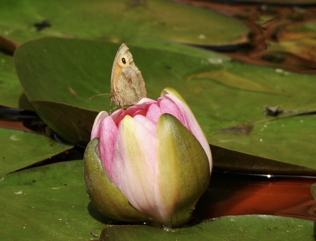 Meadow Brown on Water Lily Bud by susiemc