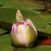 Meadow Brown on Water Lily Bud by susiemc