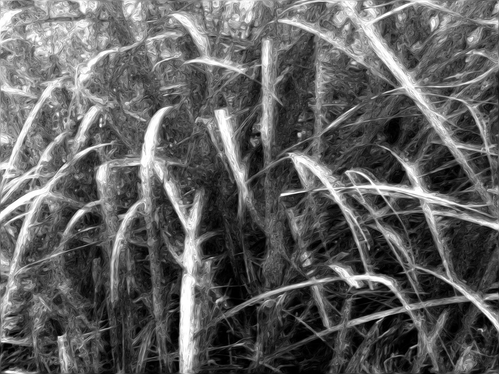 Grass abstract 2... by marlboromaam