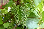 3rd Aug 2022 - Grapes