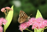 3rd Aug 2022 - Speckled Wood. I like that they are all choosing different flowers....