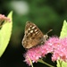Speckled Wood. I like that they are all choosing different flowers....