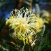 Grevillea Flower & Bokeh ~  by happysnaps
