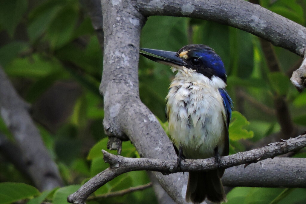 Forest Kingfisher 2 by ubobohobo