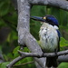 Forest Kingfisher 2 by ubobohobo