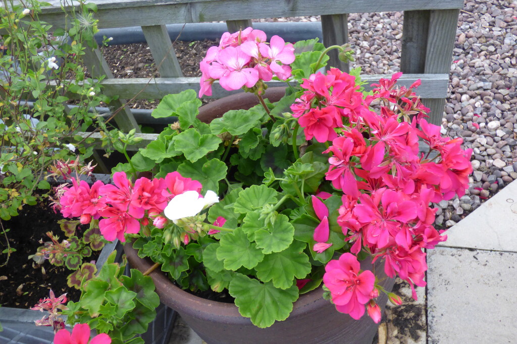 Beauties in a pot .  by beryl