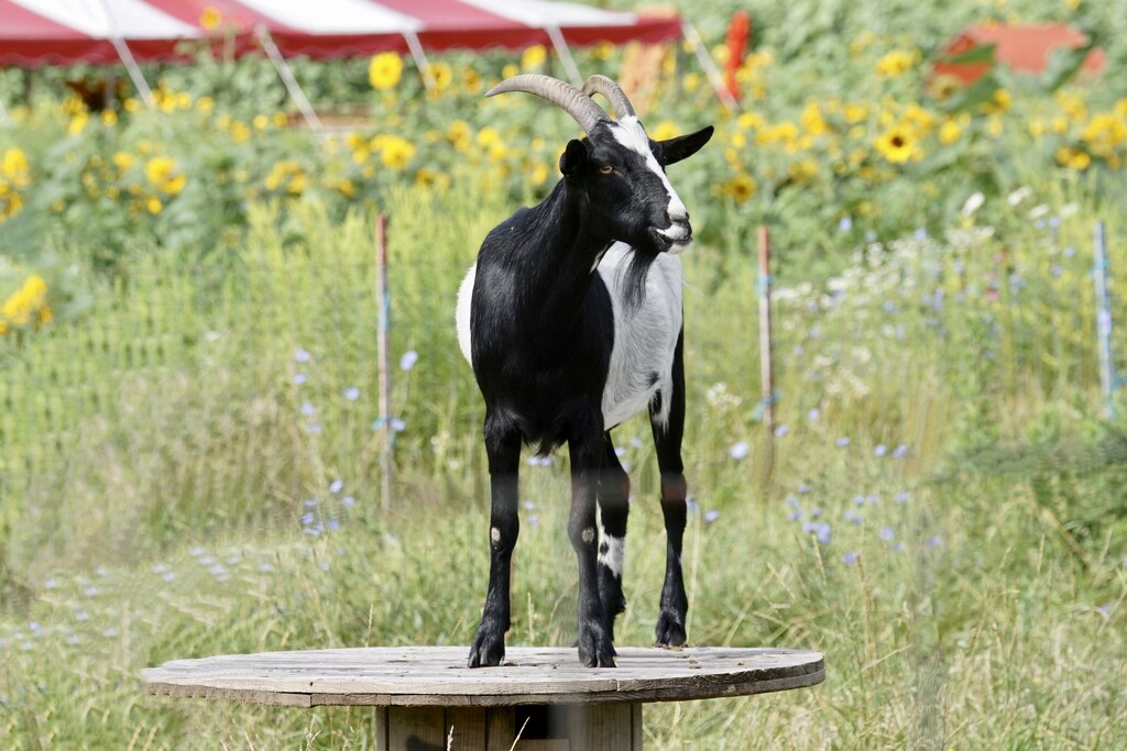 goat on a table by amyk
