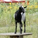 goat on a table