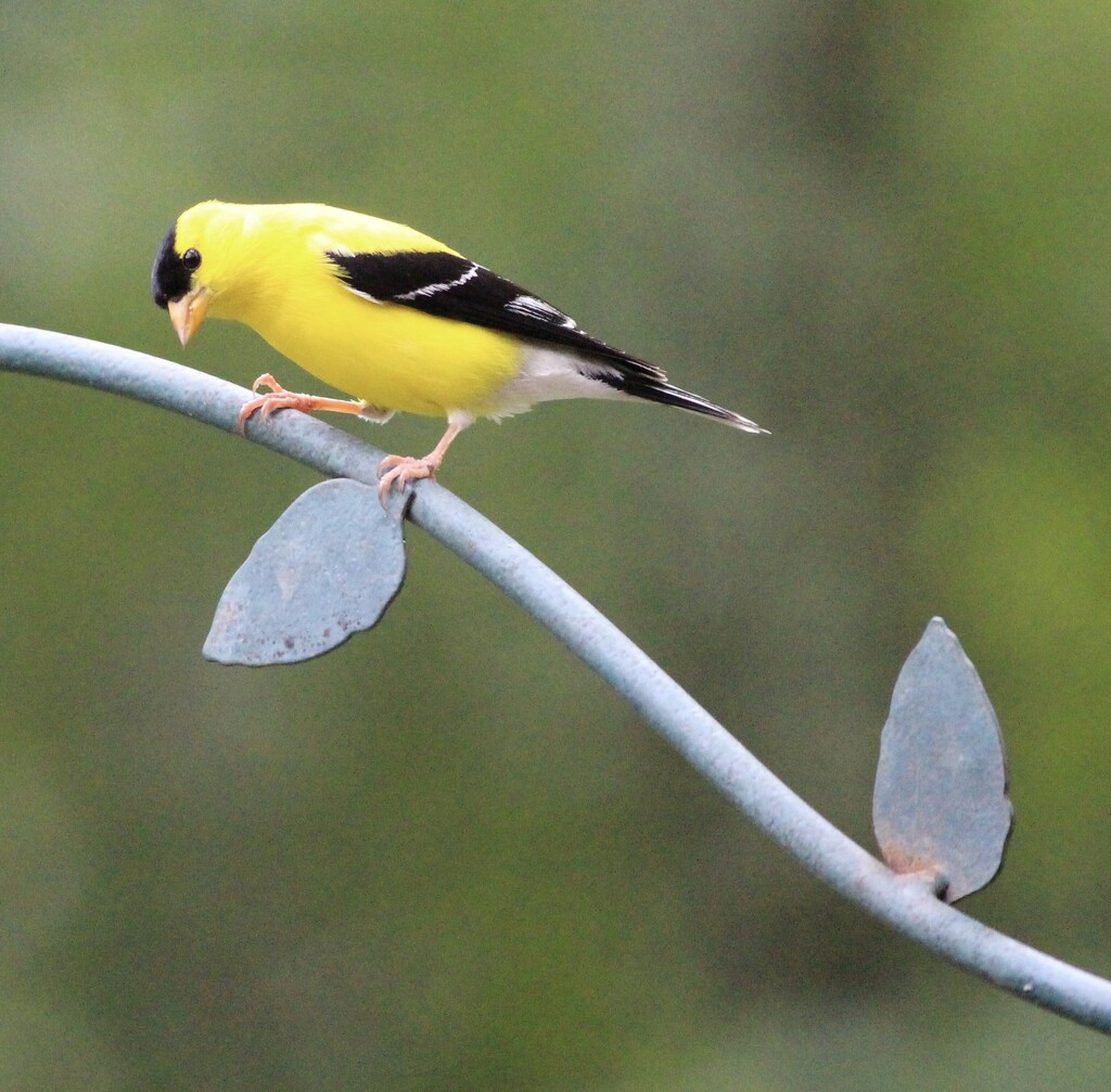 Yellow Finch by essiesue