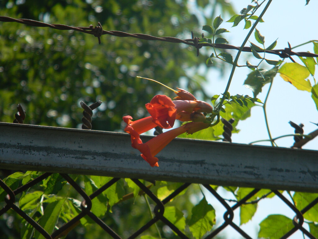 Orange Honeysuckles on Fence  by sfeldphotos