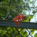 Orange Honeysuckles on Fence  by sfeldphotos