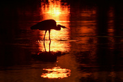 1st Aug 2022 - Great Blue Heron Silhouette 2