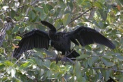 3rd Aug 2022 - Anhinga at Everglades National Park