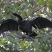 Anhinga at Everglades National Park by chejja