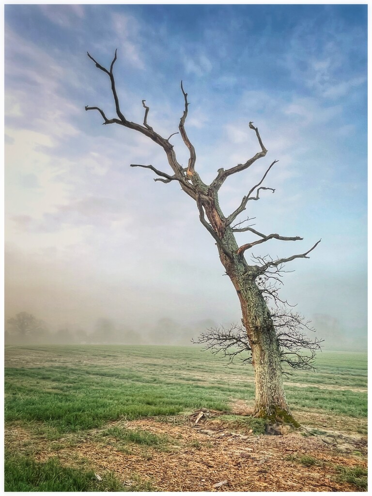 The tree 4 by moonbi