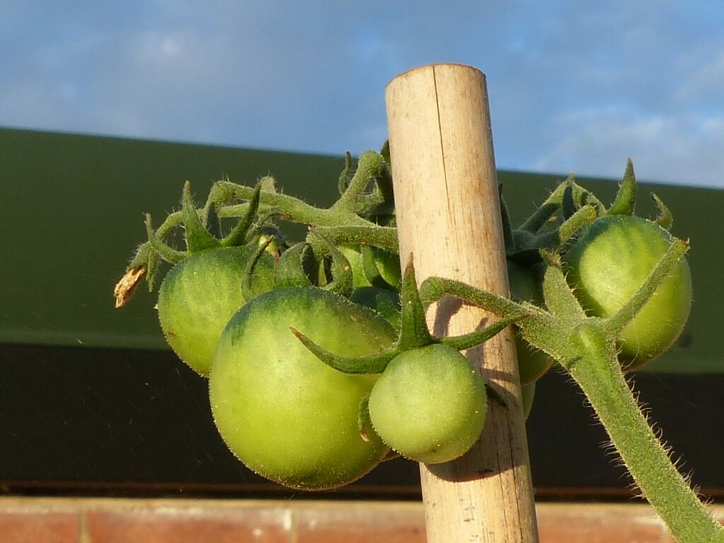 green tomatoes? by jokristina
