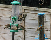 2nd Aug 2022 - Busy at the Feeders Today