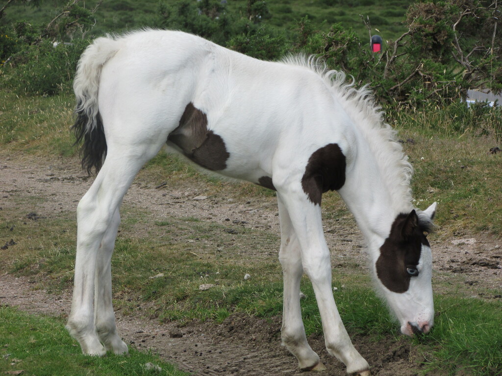 Monochrome foal by mumswaby