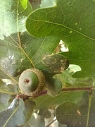 4th Aug 2022 - Acorns in the making