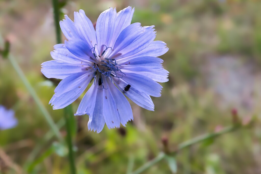 Chicory by okvalle