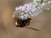 4th Aug 2022 - Hornet Mimic Hoverfly