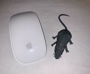 4th Aug 2022 - A Mouse and A Mouse